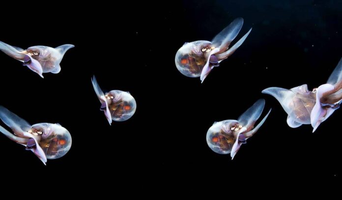 Deep Seabed Mining: Navigating the Tensions Between Economic Interests and Environmental Preservation