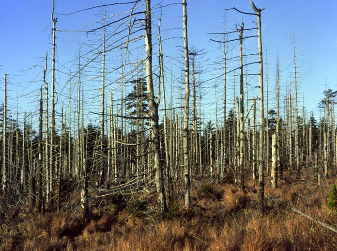 Acid Rain’s Lingering Shadow: Impacts on European Agriculture and Food Chain from 2023 to 2025