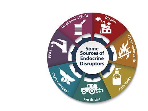 Endocrine Disruptors: Unveiling Health Risks and Regulatory Shifts in 2025
