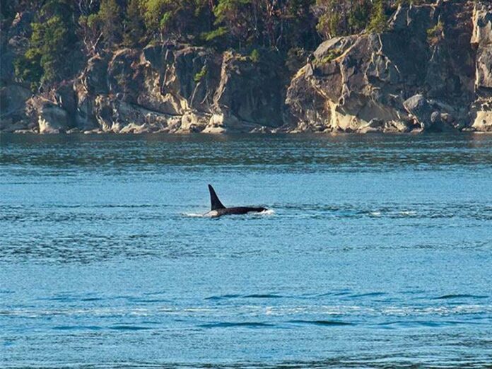 Ocean Alkalinity Enhancement: Climate Solution or Risky Experiment ?